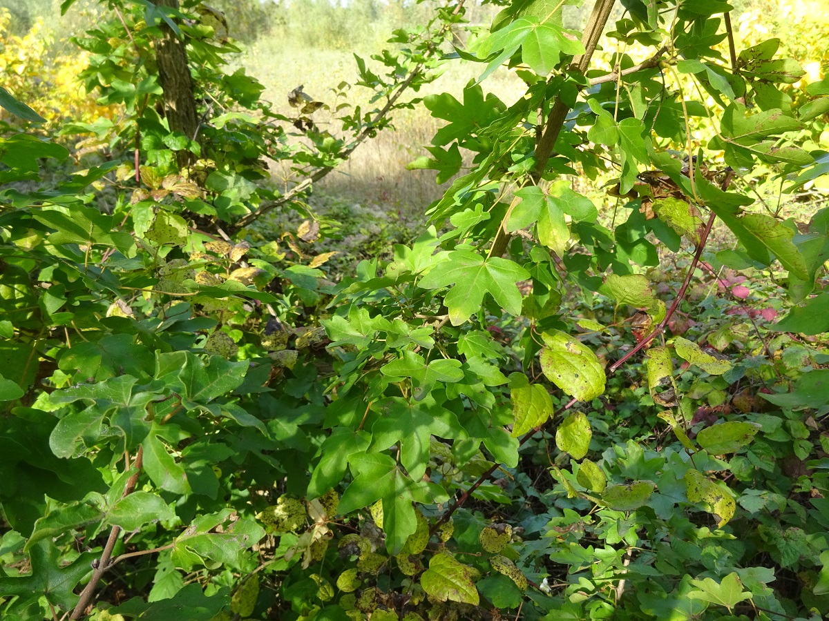 Acer campestre (Sapindaceae)